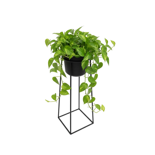 Oro Prism 3 â€“ Portamatera Negro Elevado